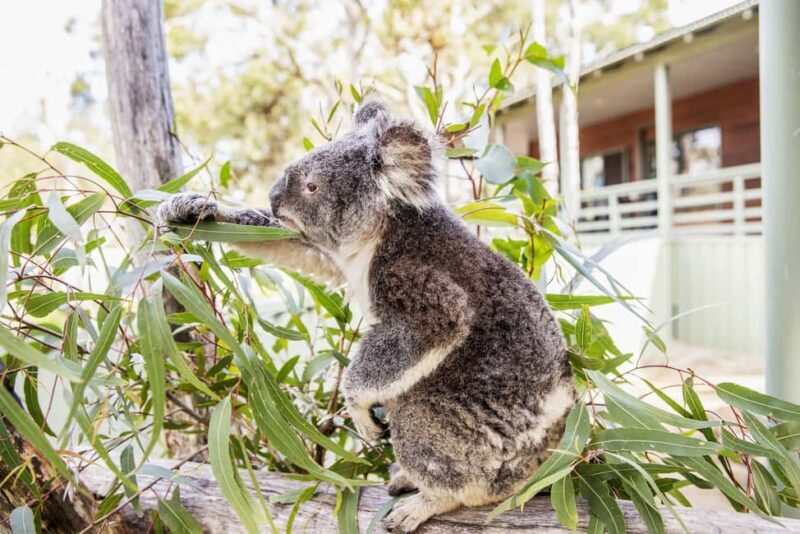 From Sydney: 16-Day Best of East Coast Australia Tour - Potential Drawbacks or Considerations
