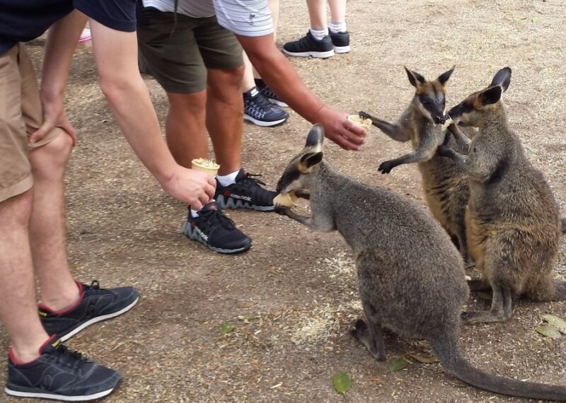 From Sydney: Blue Mountains Bushwalks & Featherdale Tour - Final Thoughts