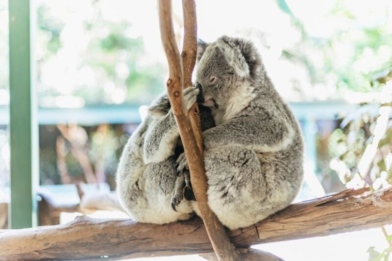 From Sydney: Blue Mountains Full-Day Trip - A Deep Dive into the Experience