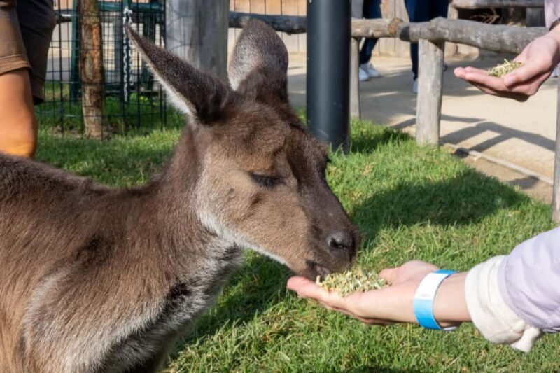 From Sydney: Blue Mountains, Scenic Railway, & Sydney Zoo - An In-Depth Look at the Itinerary