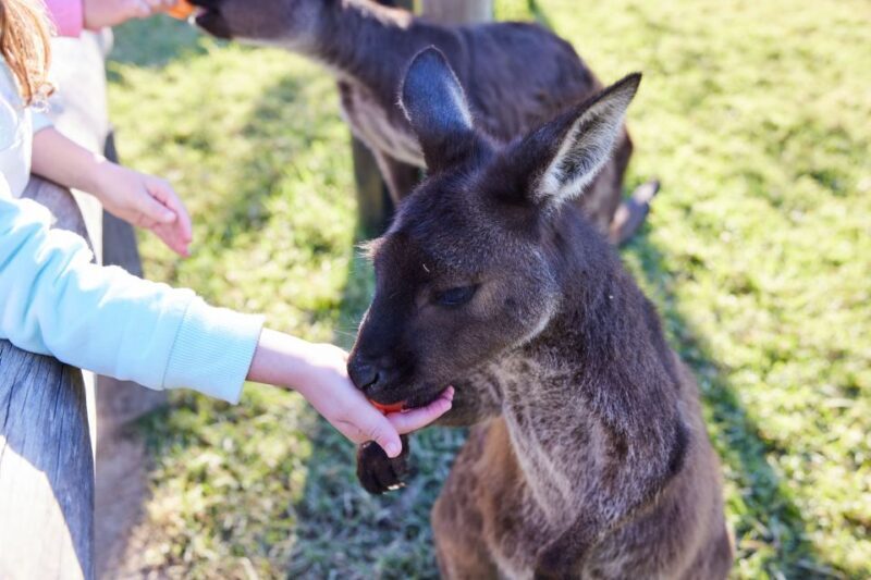 From Sydney: Blue Mountains, Scenic World, Zoo, & Ferry Ride - Who Should Book This Tour?