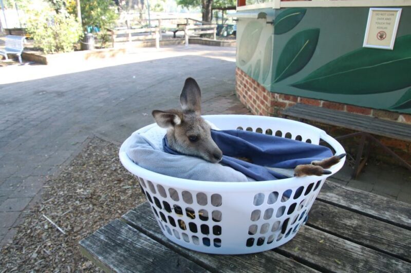 From Sydney: Blue Mountains Small-Group Tour Picnic & Hike - The Sum Up