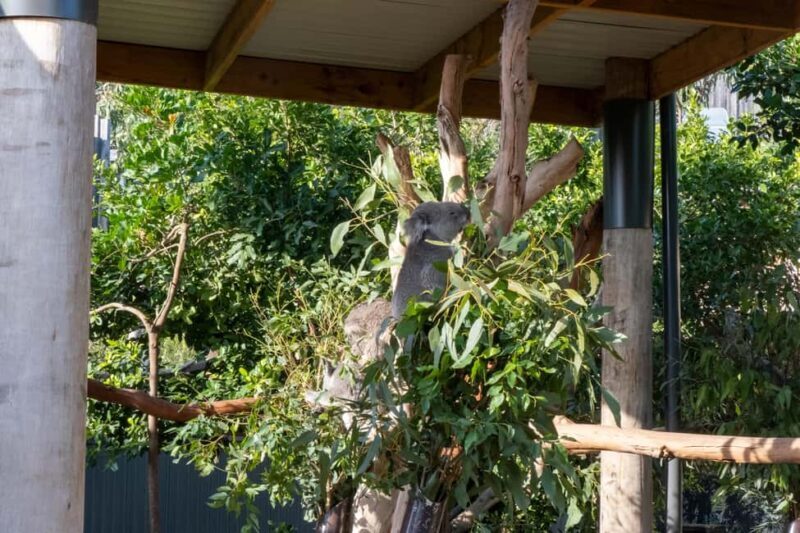 From Sydney: Blue Mountains, Sydney Zoo & Walking Tour - Who Is This Tour Best For?