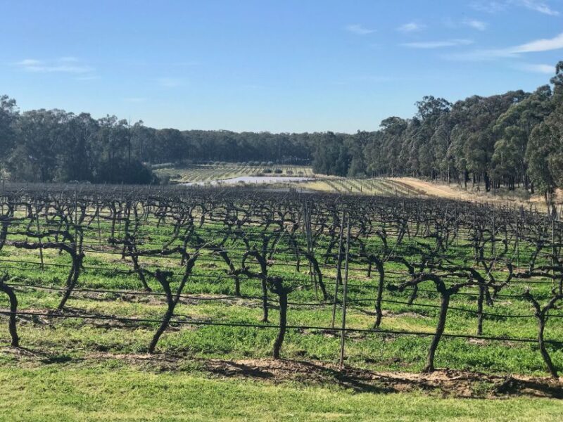 From: Sydney - Hunter Valley Wine Tasting Guided Day Tour - Visiting the Wineries