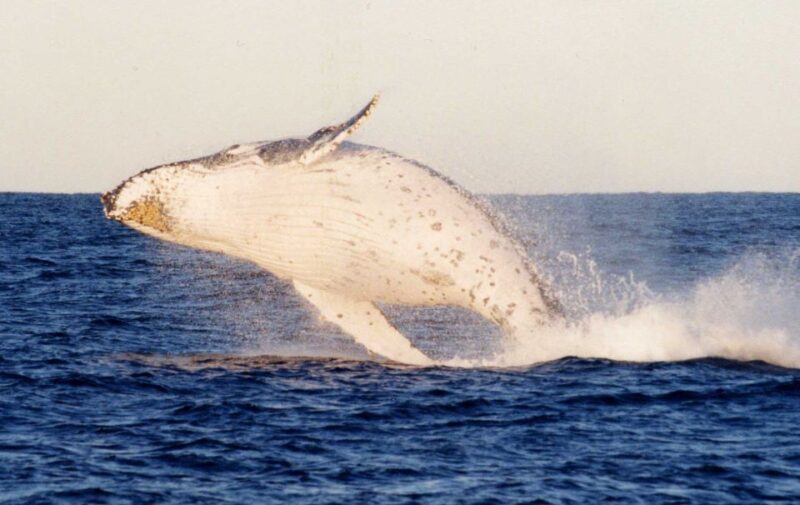 From Sydney: Small Group Port Stephens Whales & Dunes Combo - Free Time and Optional Lunch