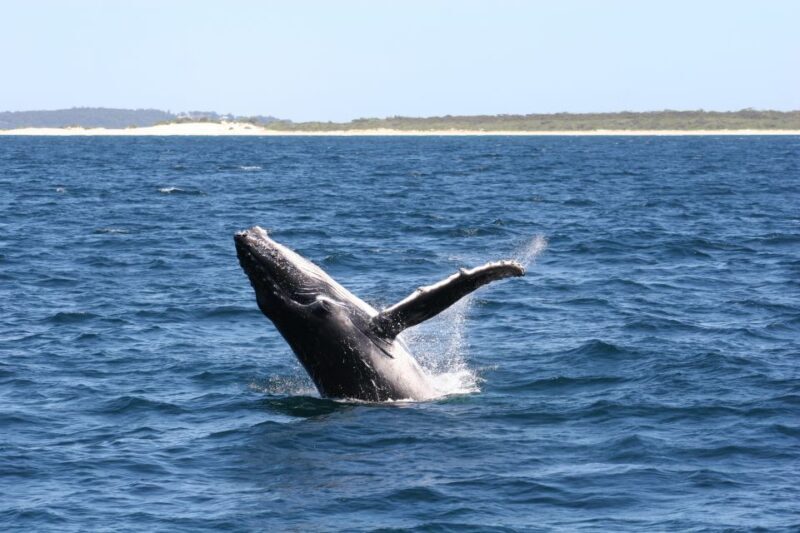From Sydney: Small Group Port Stephens Whales & Dunes Combo - Return to Sydney