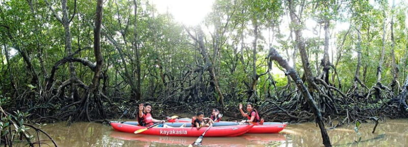 From Tagbilaran City/Panglao Island: Bohol Mangrove Kayaking - Key Points