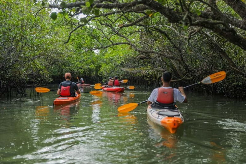 From Tagbilaran City/Panglao Island: Bohol Mangrove Kayaking - A Closer Look at the Bohol Mangrove Kayaking Adventure