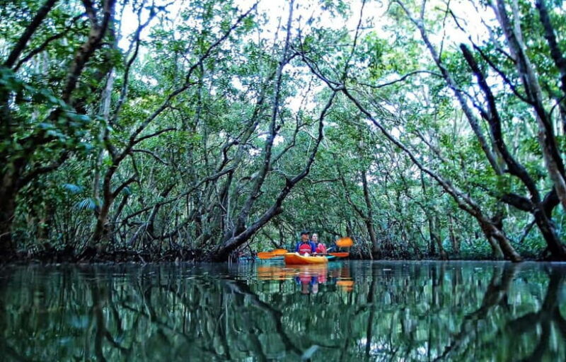 From Tagbilaran City/Panglao Island: Bohol Mangrove Kayaking - Final Thoughts