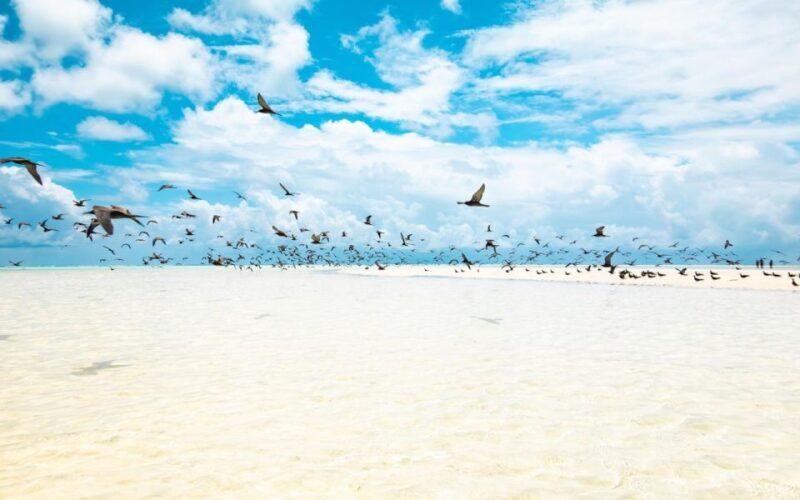 From Tahiti: Tetiaroa Island Tour by Sailing Catamaran - Return Journey and Final Treats