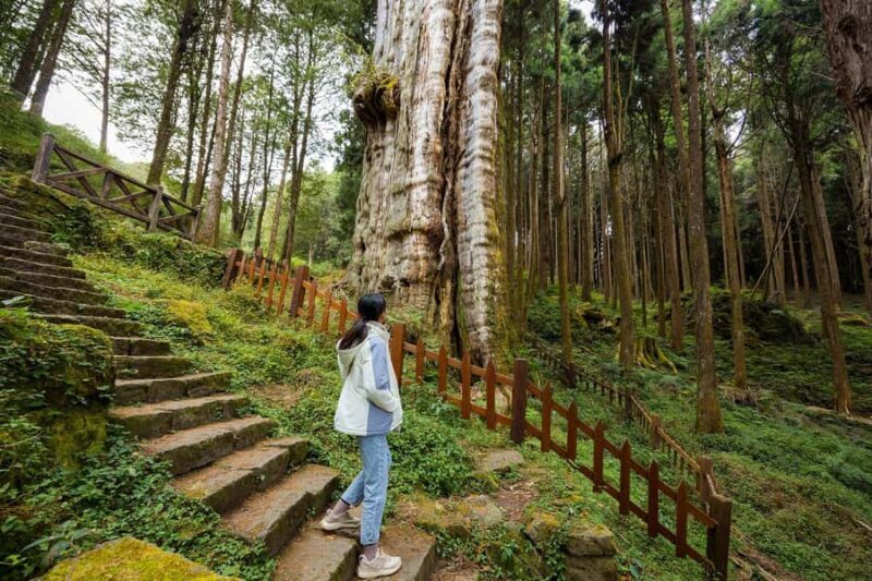 From Taipei: Alishan 2 Days Private Tour - The Sum Up