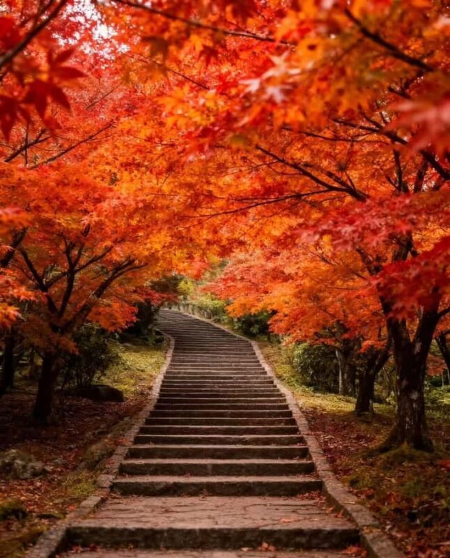 From Taipei or Taichung: 2-Day Alishan & Sun Moon Lake Tour - Key Points