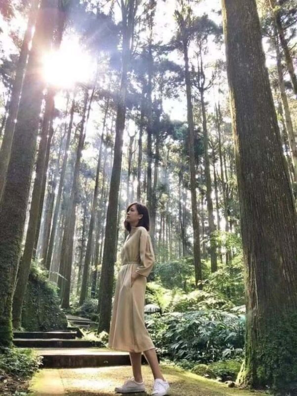 From Taipei or Taichung: 2-Day Alishan & Sun Moon Lake Tour - The Sum Up: Who Will Love This Experience?