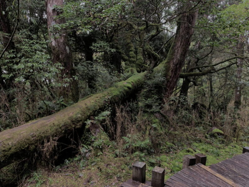 From Taipei: Taipingshan & Jiuzhize Hot Spring Private Tour - Key Points