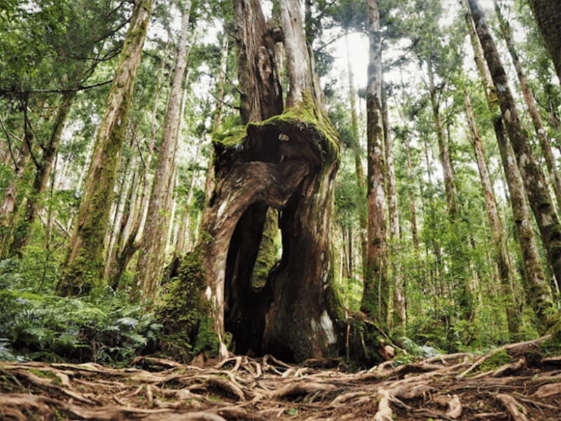 From Taipei: Taipingshan & Jiuzhize Hot Spring Private Tour - The Sum Up