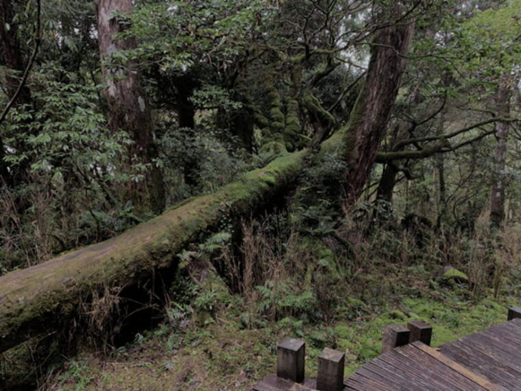 from-taipei-taipingshan-national-forest-private-day-tour
