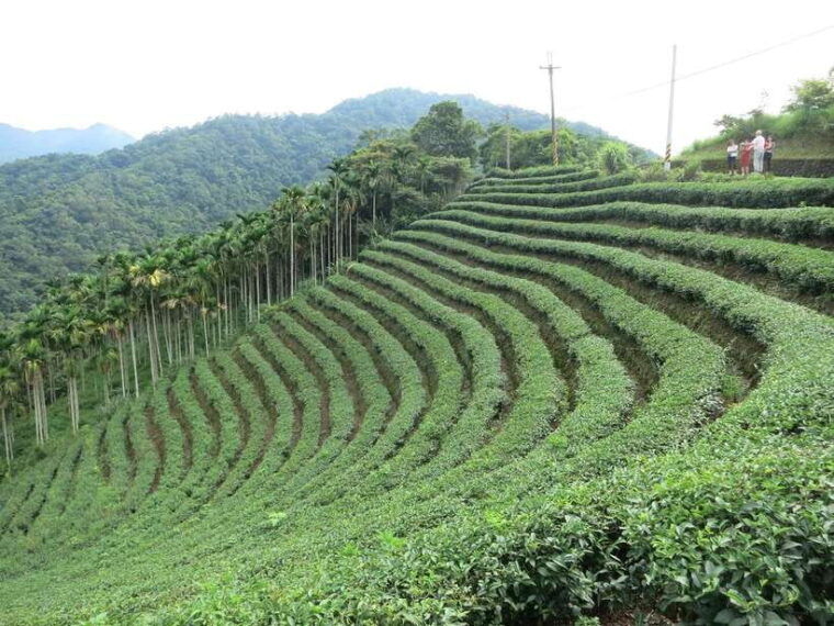 from-taipei-thousand-island-lake-and-pinglin-tea-plantation