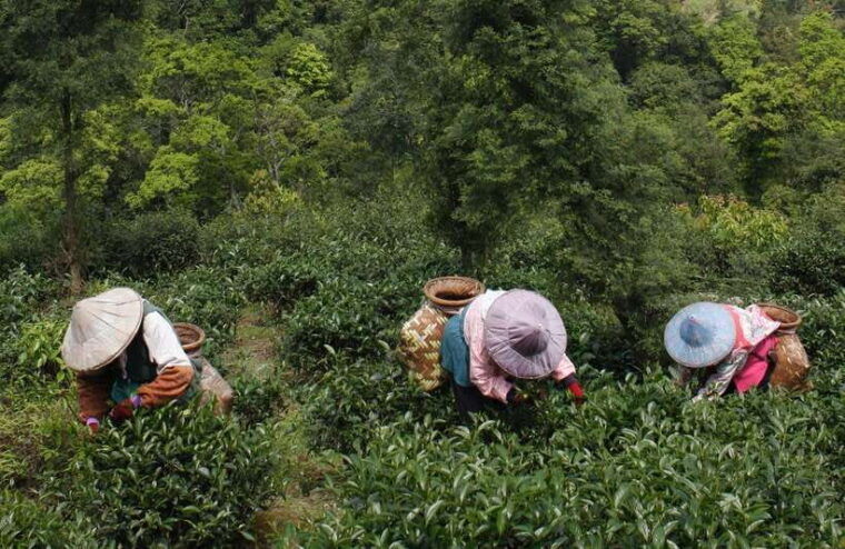 from-taipei-thousand-island-lake-and-pinglin-tea-plantation