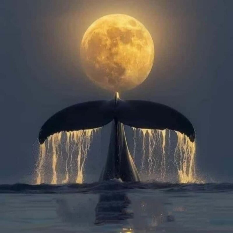 From Taipei to Yilan:Dolphins, Waves, and Whispering Trees - Key Points