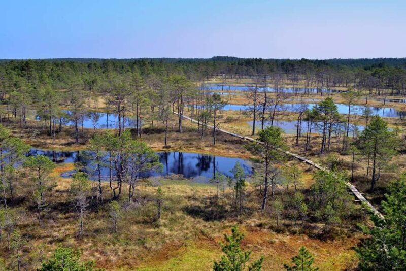 From Tallinn: Bog walk and Sauna Tour - Key Points