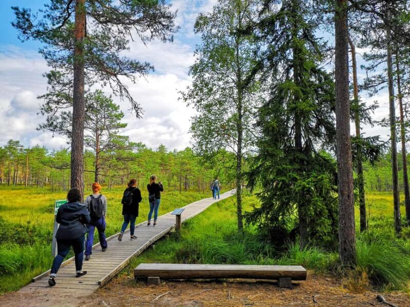 From Tallinn: Bog walk and Sauna Tour - Discovering Estonia’s Bogs and Forests