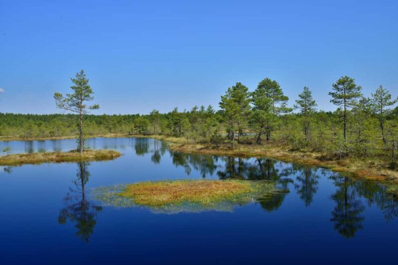 From Tallinn: Bog walk and Sauna Tour - The Sauna Experience