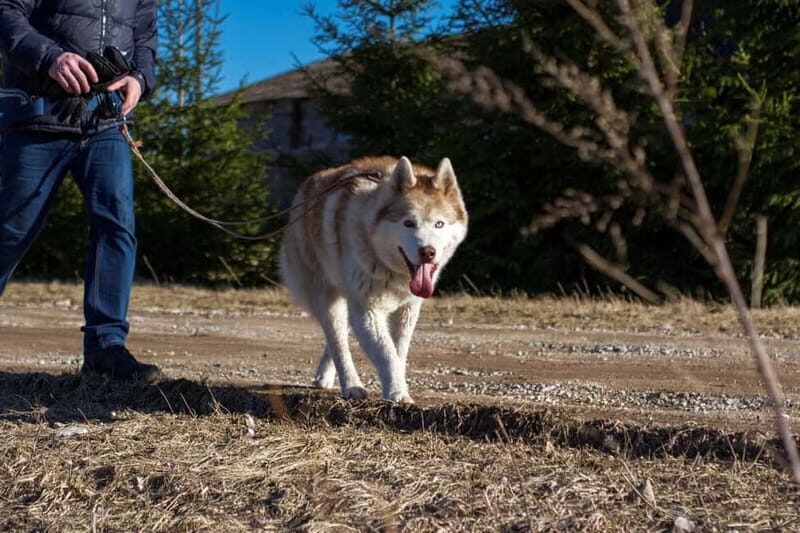 From Tallinn: Husky Park Tour with Cani-Cross Hike - Journey to the Husky Park