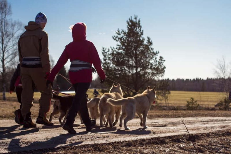 From Tallinn: Husky Park Tour with Cani-Cross Hike - The Cani-Cross Hike: An Active, Fun Twist