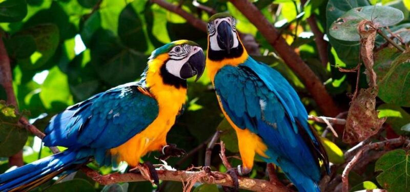 from-tambopata-parrots-and-macaws-clay-lick