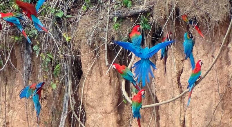 from-tambopata-parrots-and-macaws-clay-lick