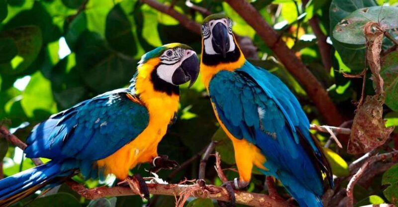 from-tambopata-parrots-and-macaws-clay-lick