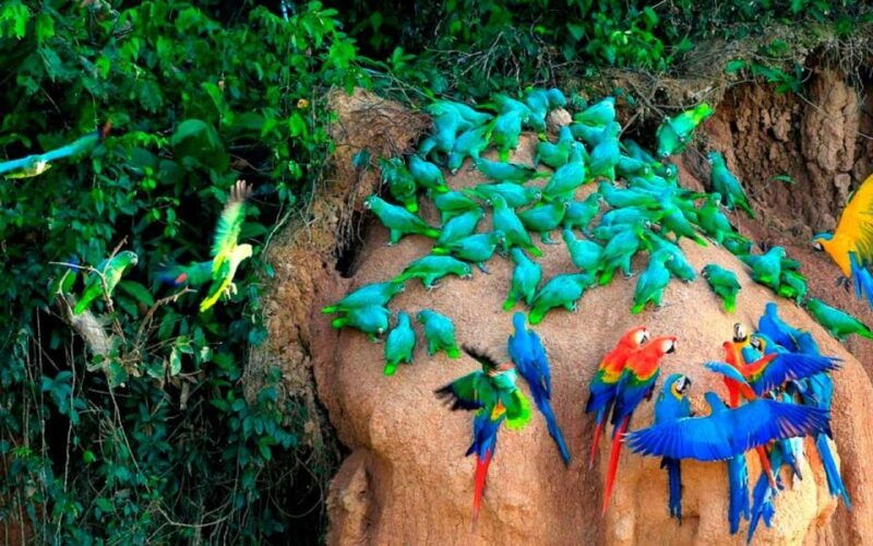 from-tambopata-parrots-and-macaws-clay-lick