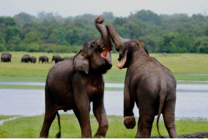 from-tangalle-all-inclusive-half-day-safari-in-yala-private