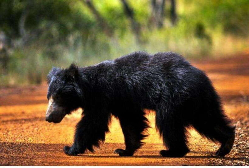 from-tangalle-all-inclusive-safari-at-lunugamvehera-park