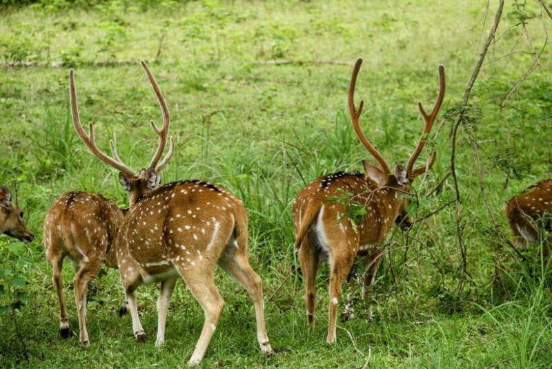 from-tangalle-hiriketiya-yala-safari-tour-drop-ella