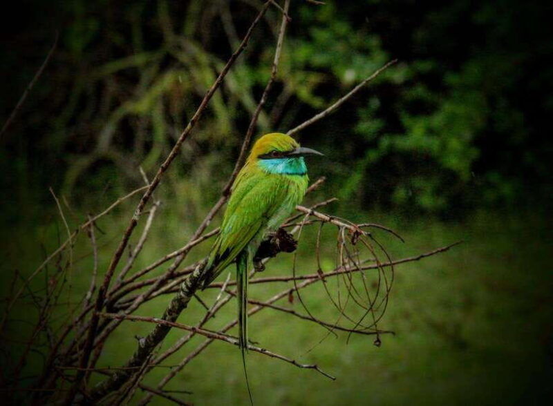 from-tangalle-hiriketiya-yala-safari-tour-drop-ella