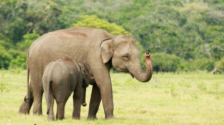 from-tangalle-hiriketiya-yala-safari-tour-drop-ella