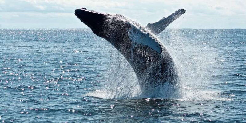 from-tangalle-mirissa-whale-watching-tour-with-breakfast