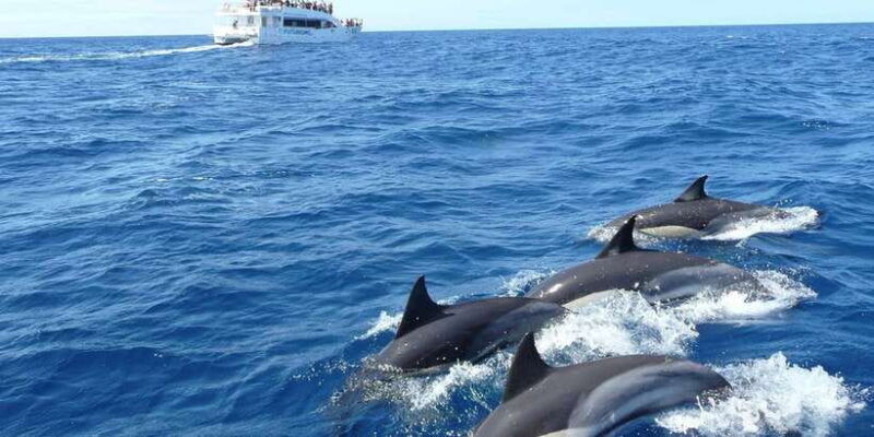 from-tangalle-mirissa-whale-watching-tour-with-breakfast