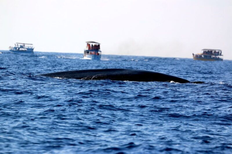 from-tangalle-mirissa-whale-watching-tour-with-breakfast