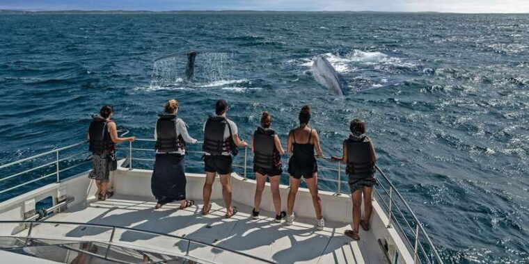 from-tangalle-mirissa-whale-watching-tour-with-breakfast