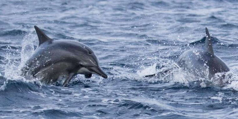 from-tangalle-mirissa-whale-watching-tour-with-breakfast