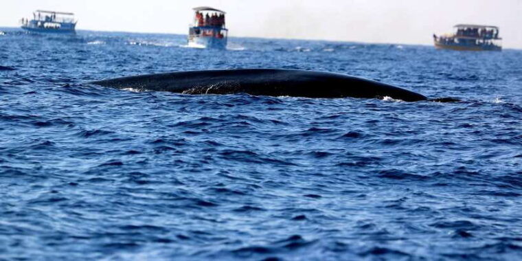 from-tangalle-mirissa-whale-watching-tour-with-breakfast