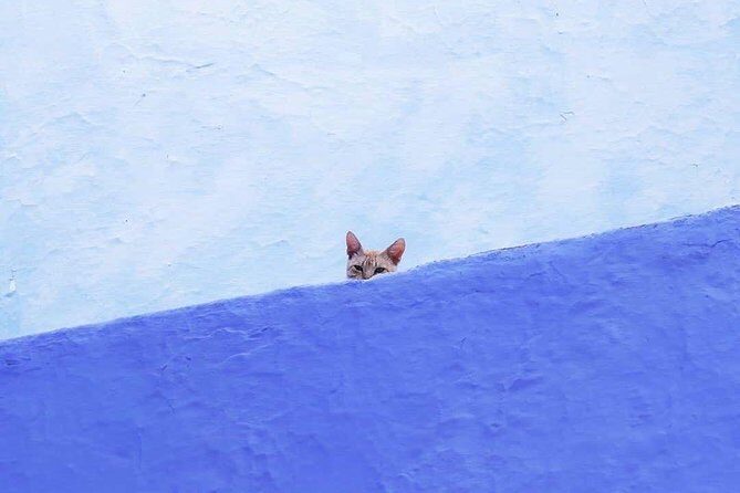 From Tangier: Special Day Trip to Chefchaouen and Tetouan - Key Points