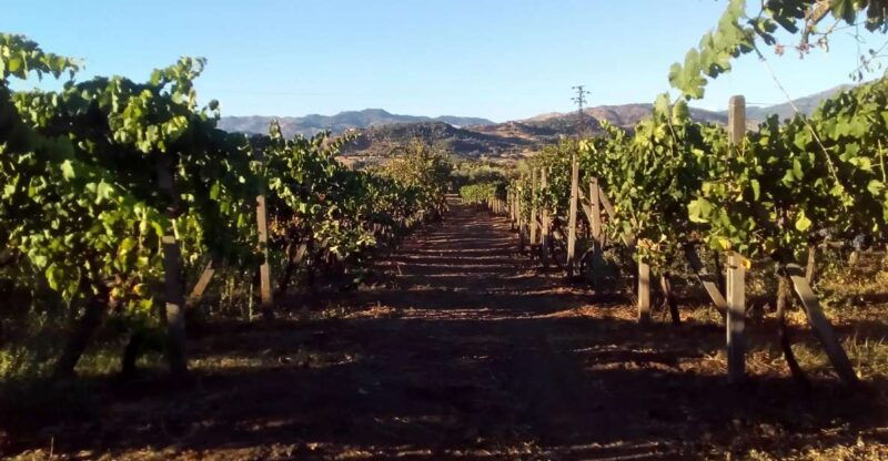 from-taormina-etna-wineries-small-group-tour