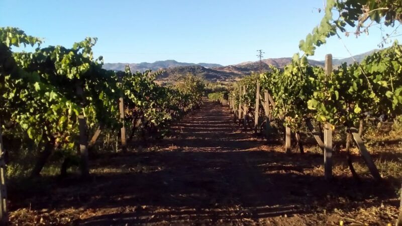 from-taormina-etna-wineries-small-group-tour