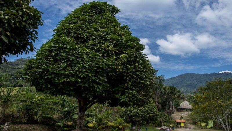 from-tarapoto-alto-mayo-valley-full-day-tour