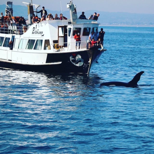 From Tauranga: Dolphin and Wildlife Cruise - Introduction: An Authentic Marine Adventure in Tauranga