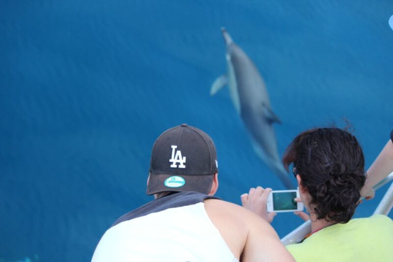 From Tauranga: Dolphin and Wildlife Cruise - Who Will Love This Tour?