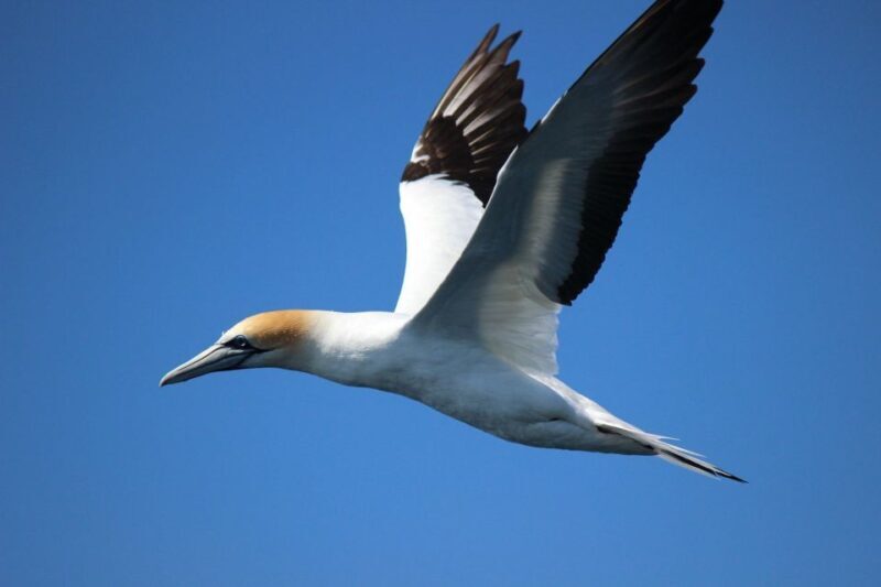 From Tauranga: Dolphin and Wildlife Cruise - Practical Tips for Your Trip